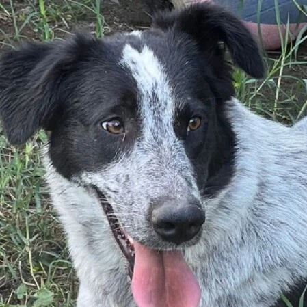 Femmina taglia medio piccola