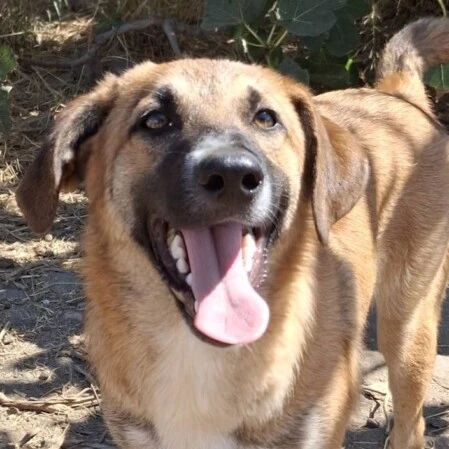 Femmina 8 mesi taglia medio piccola