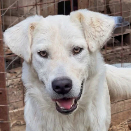 Femmina 8 mesi taglia medio piccola
