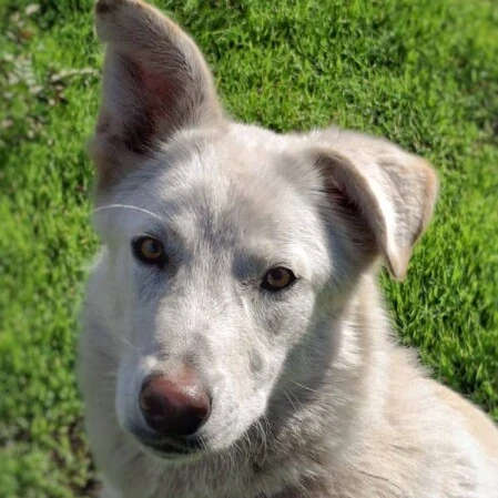 4 anni taglia grande