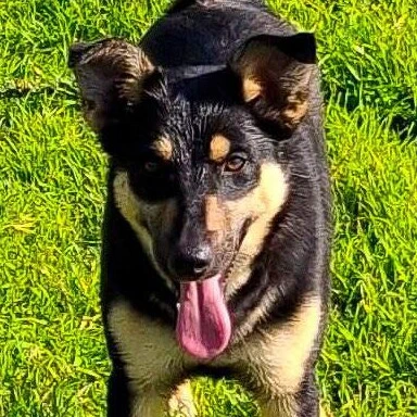 Femmina 8 mesi taglia medio piccola