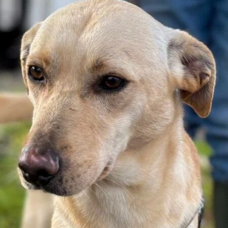 Maschio taglia media 