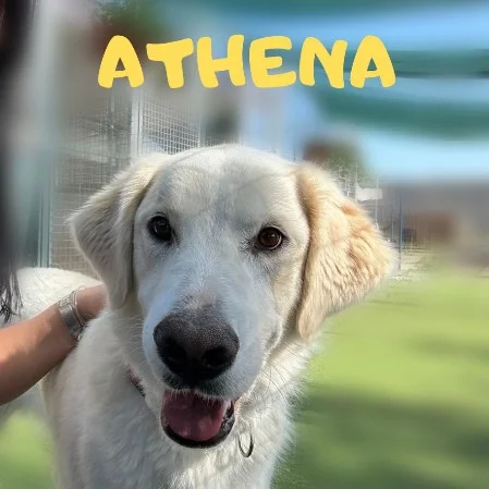 Athena  da adottare  ha 3 anni taglia medio grande
