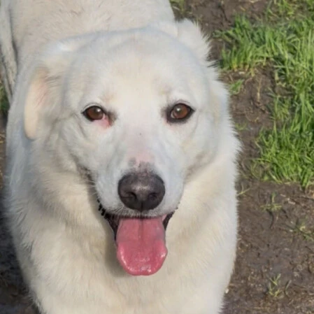 Femmina 9 mesi taglia medio contenuta adottabile